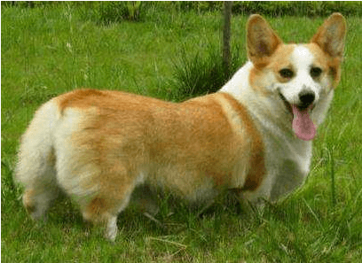     Ů