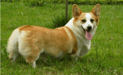  ˬ