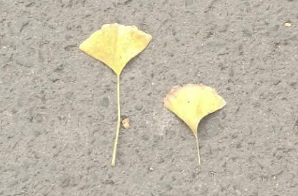 ݵĵĉ¼ŵr(nng)
